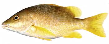 Bacalao Bacalao