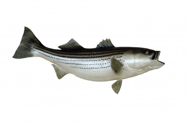 Lubina Lubina