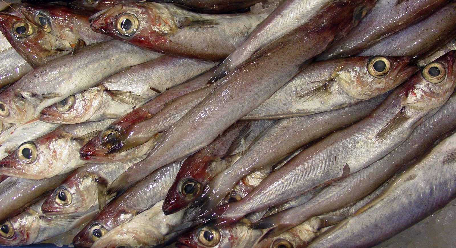 Bacaladilla