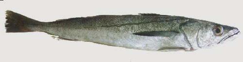 Merluza Merluza