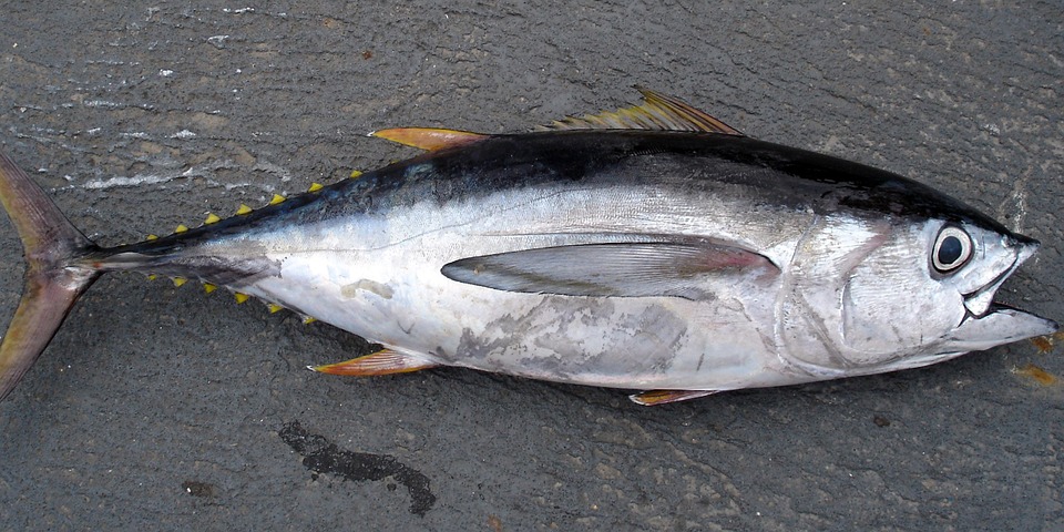 Atún