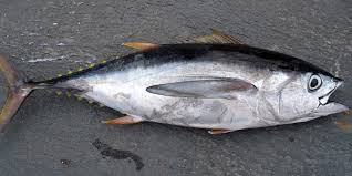 Bonito Bonito