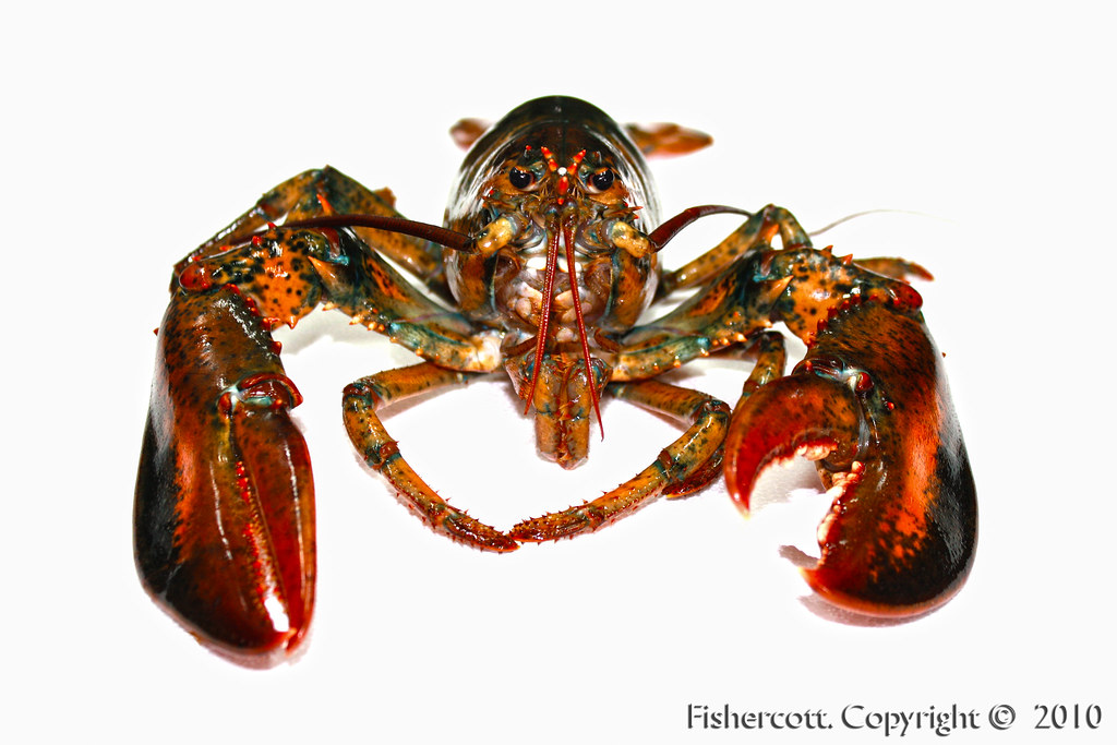 Homard