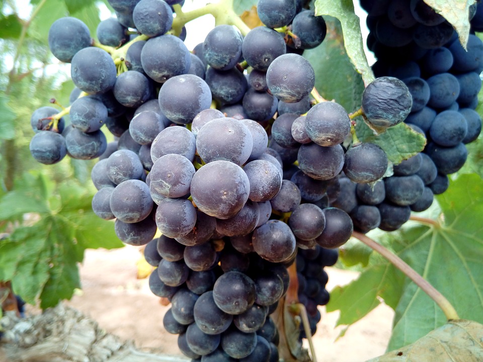 Uva negra Uva negra