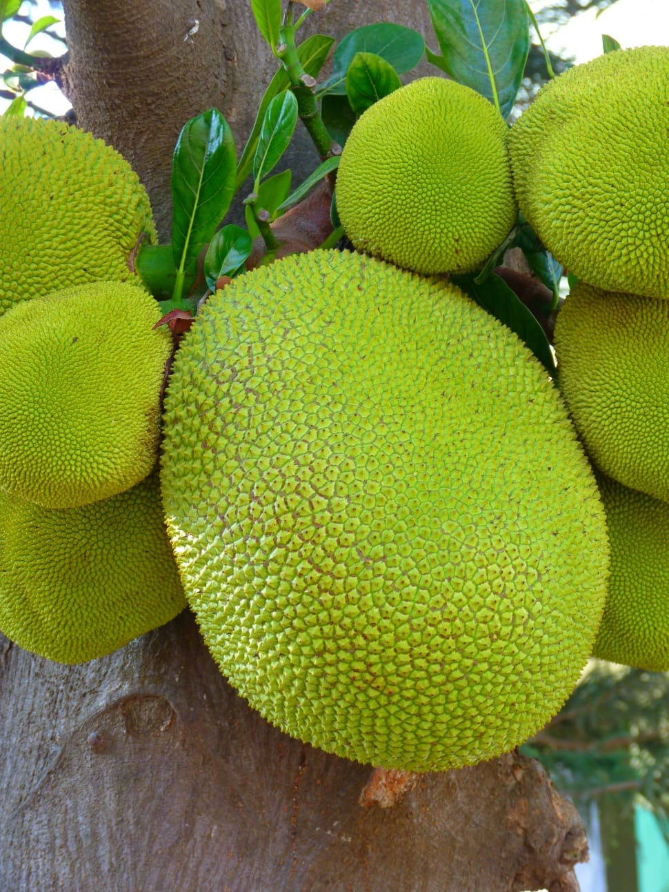 Jackfruit Jackfruit