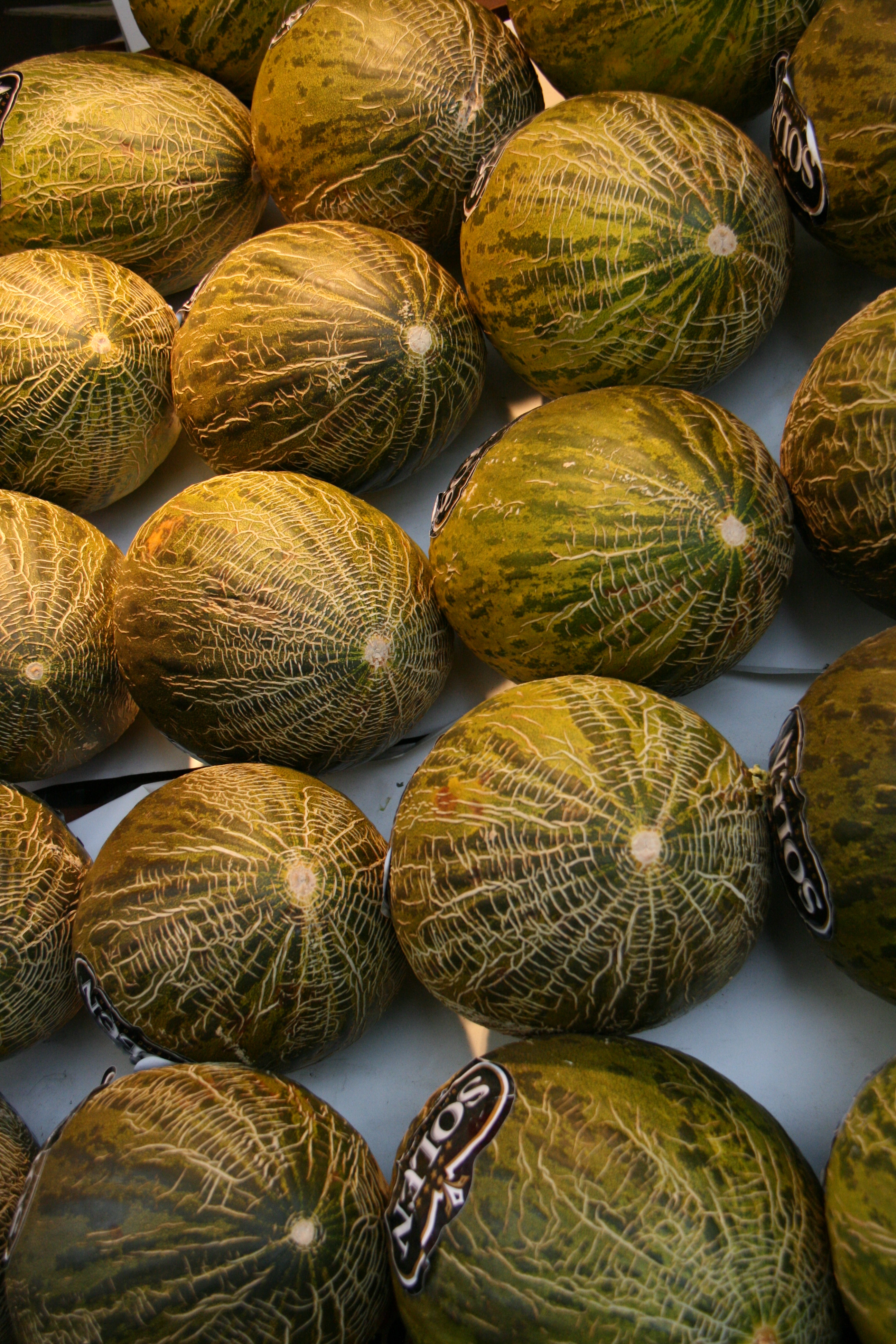Melón piel de sapo Melón piel de sapo
