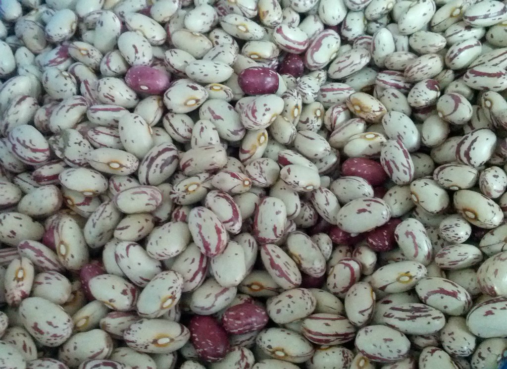 Alubia pinta Alubia pinta