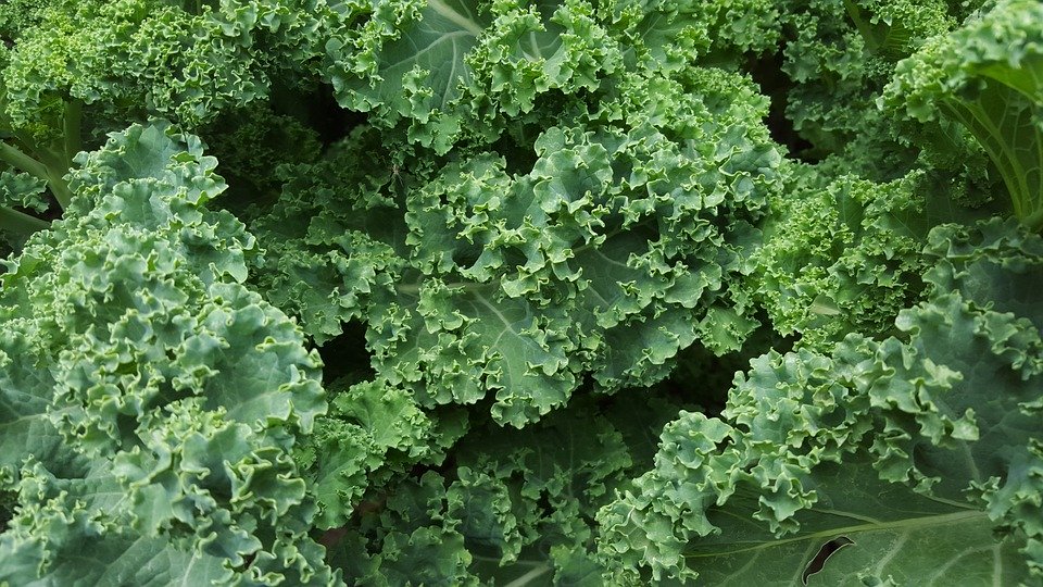 Kale Kale