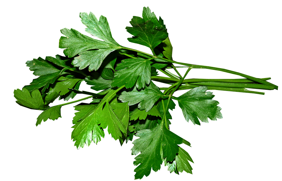 Perejil