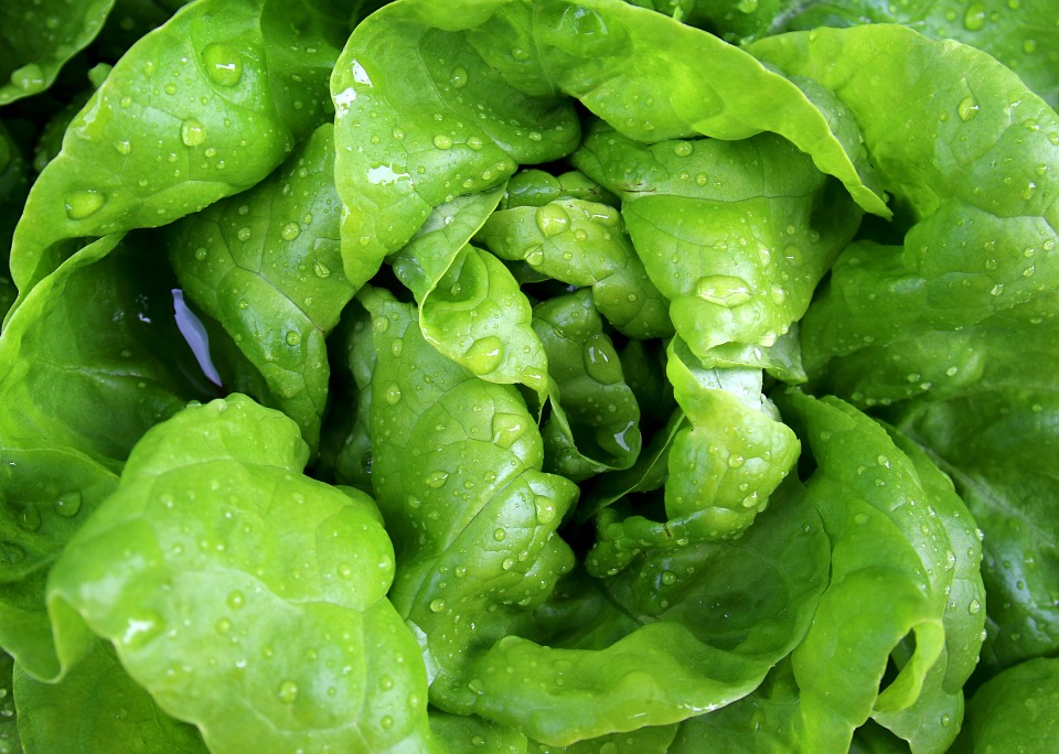 Lechuga Lechuga