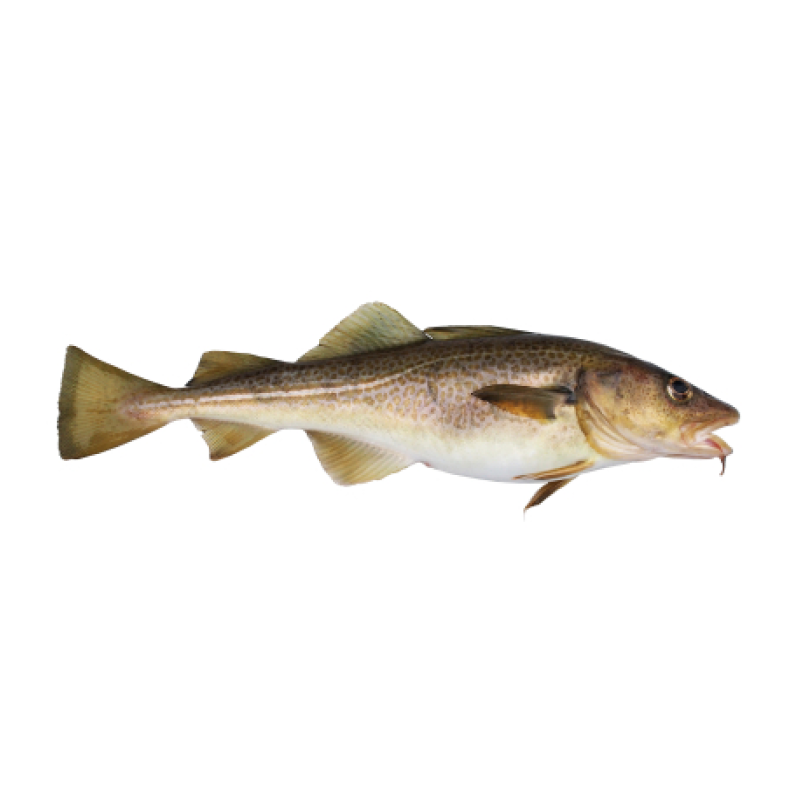 Bacalao Bacalao