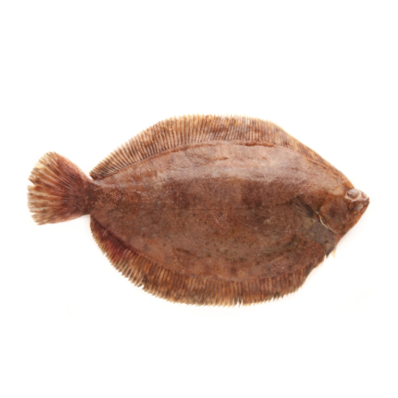 Lenguado Lenguado