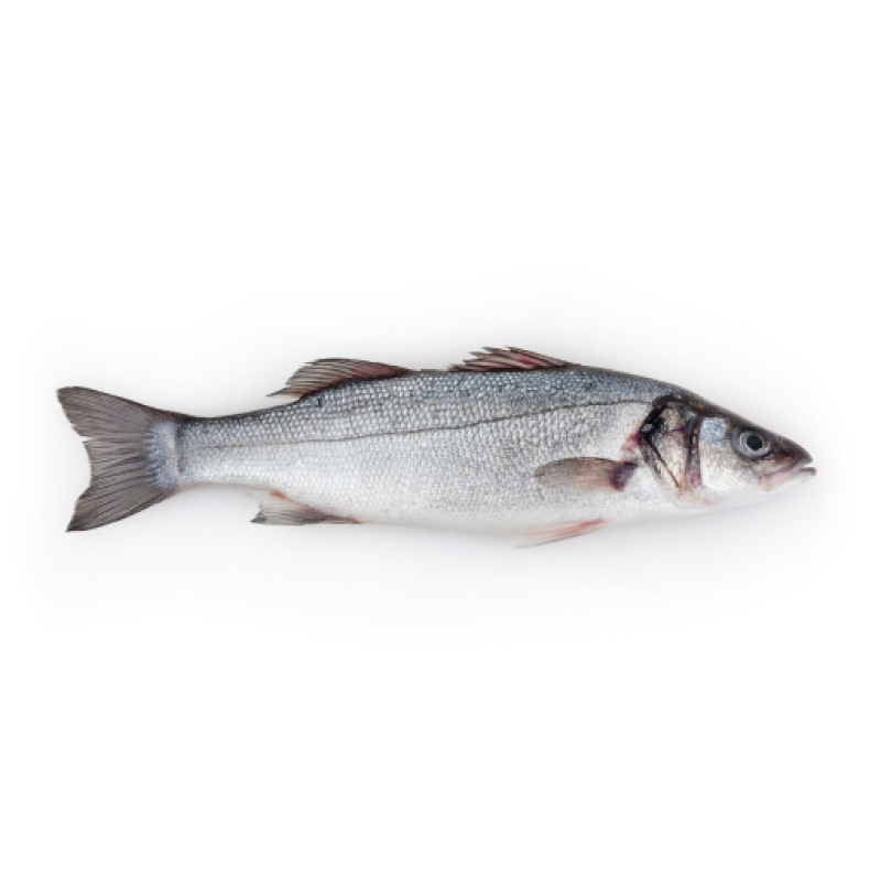 Lubina Lubina