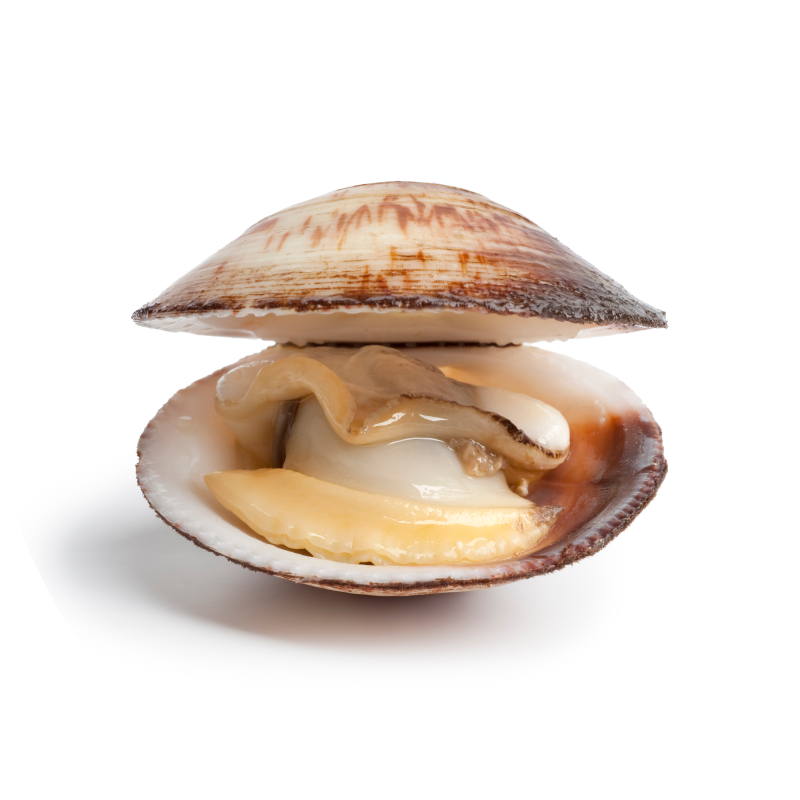Almejas