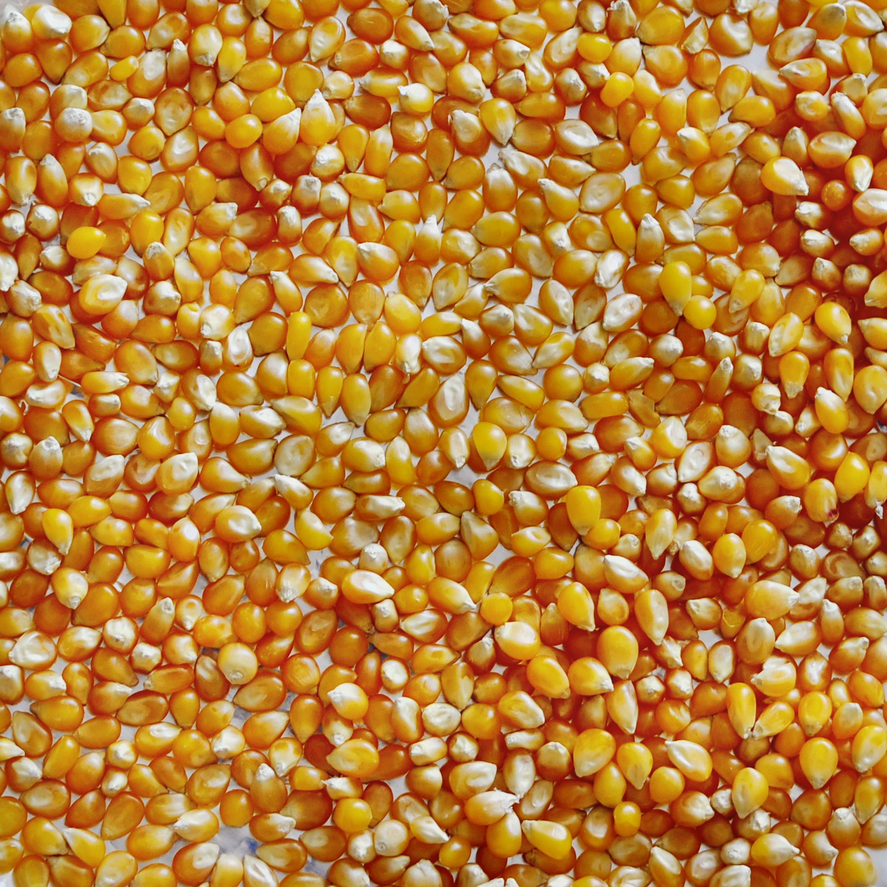 Maíz para palomitas Maíz para palomitas