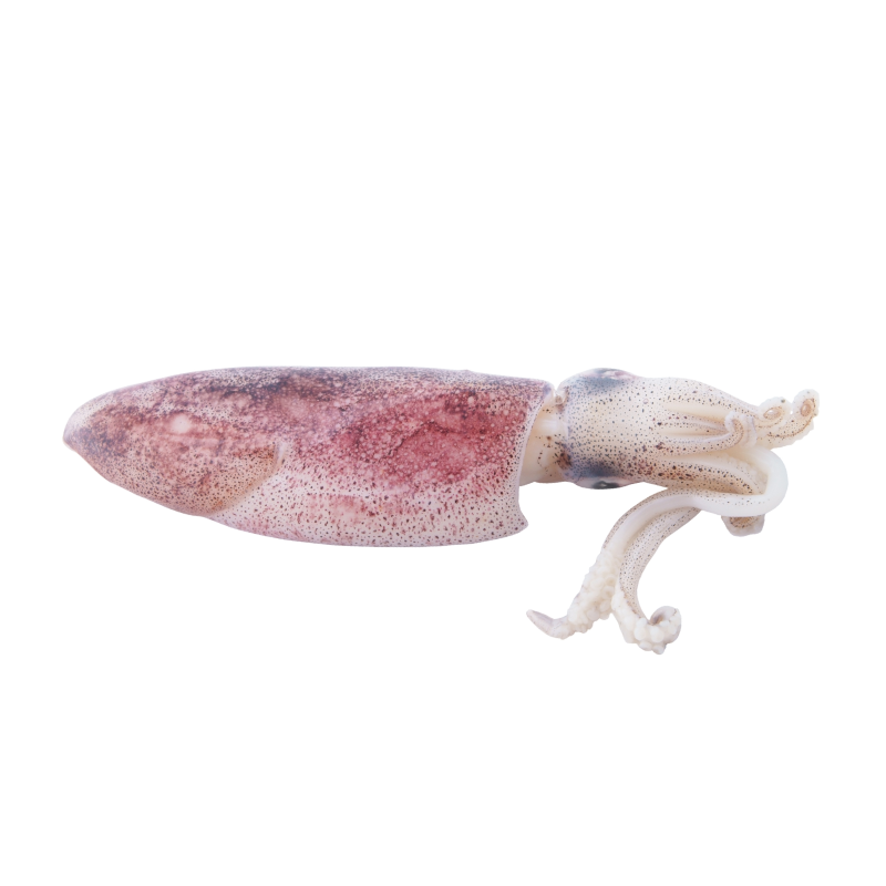 Calamar Calamar