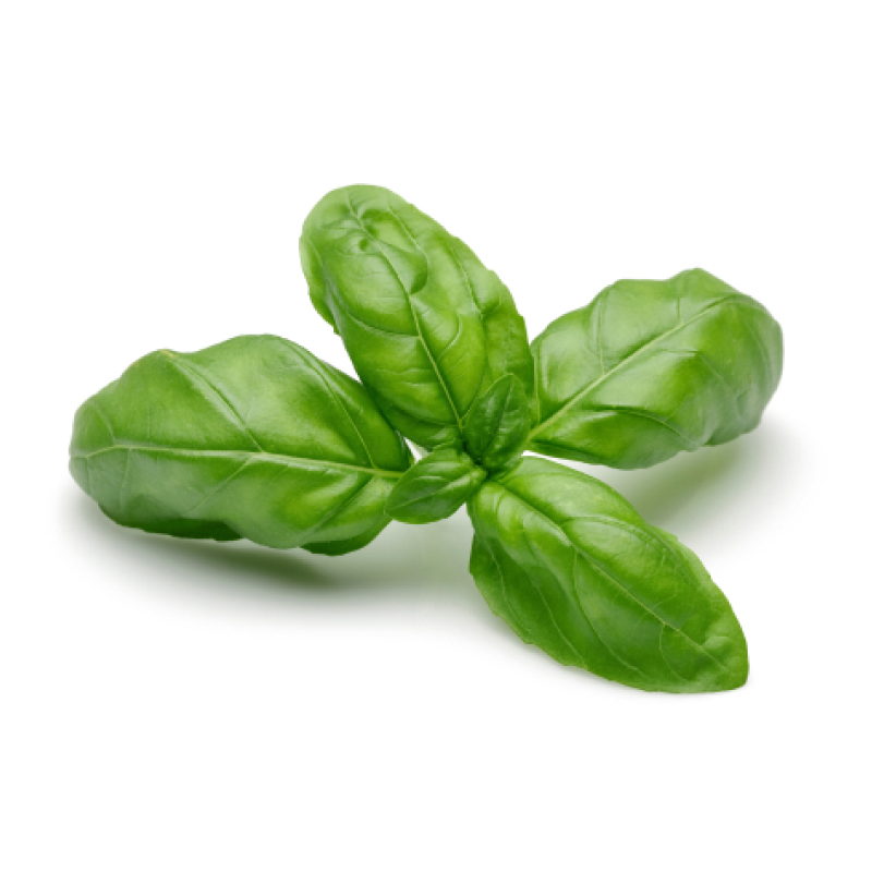Albahaca