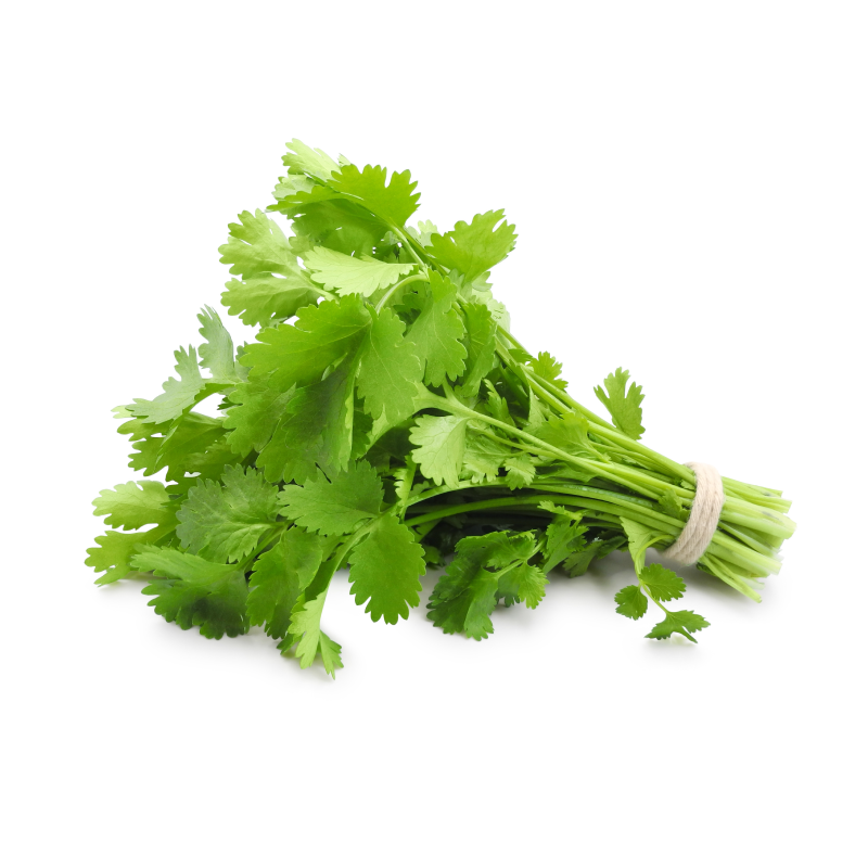 Cilantro