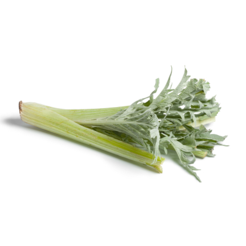 Cardo Cardo