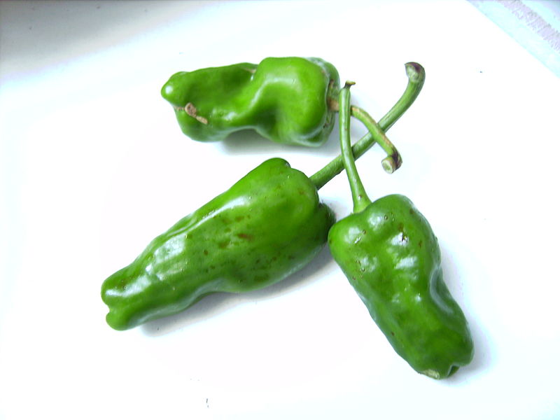 Pimiento verde del padrón
