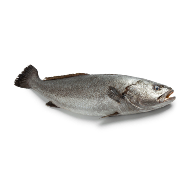 Corvina Corvina