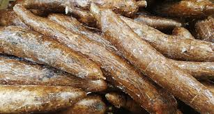 Yuca Yuca