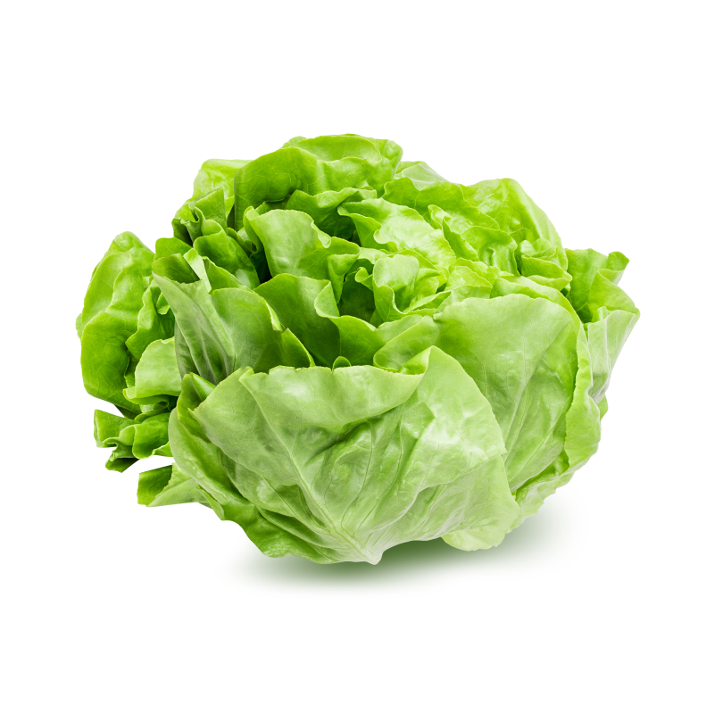 Lechuga Lechuga