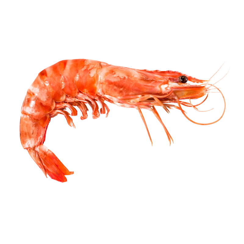 Langostino cocido Langostino cocido