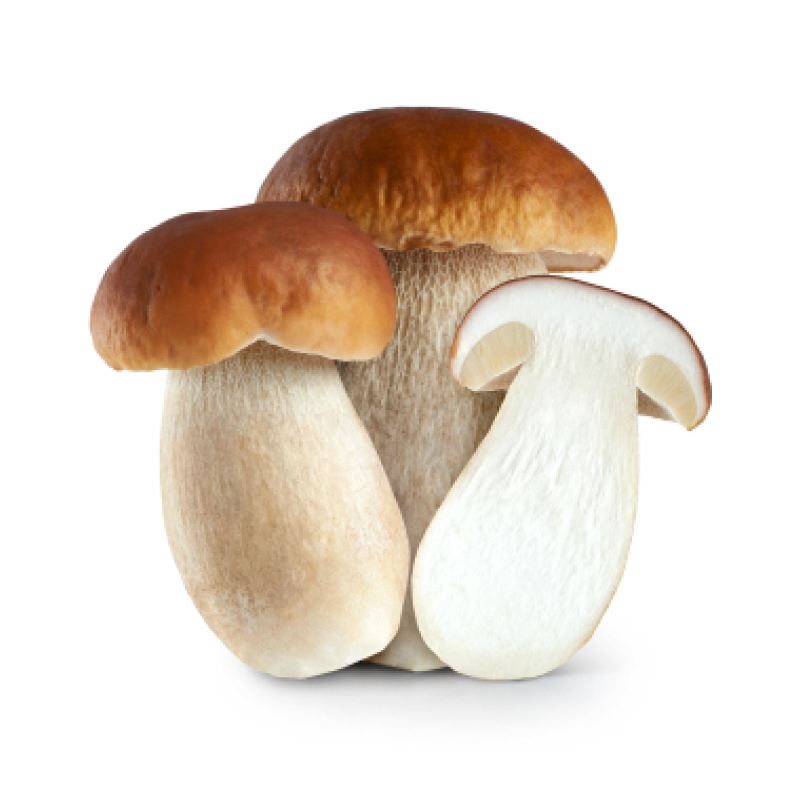 Boletus edulis Boletus edulis
