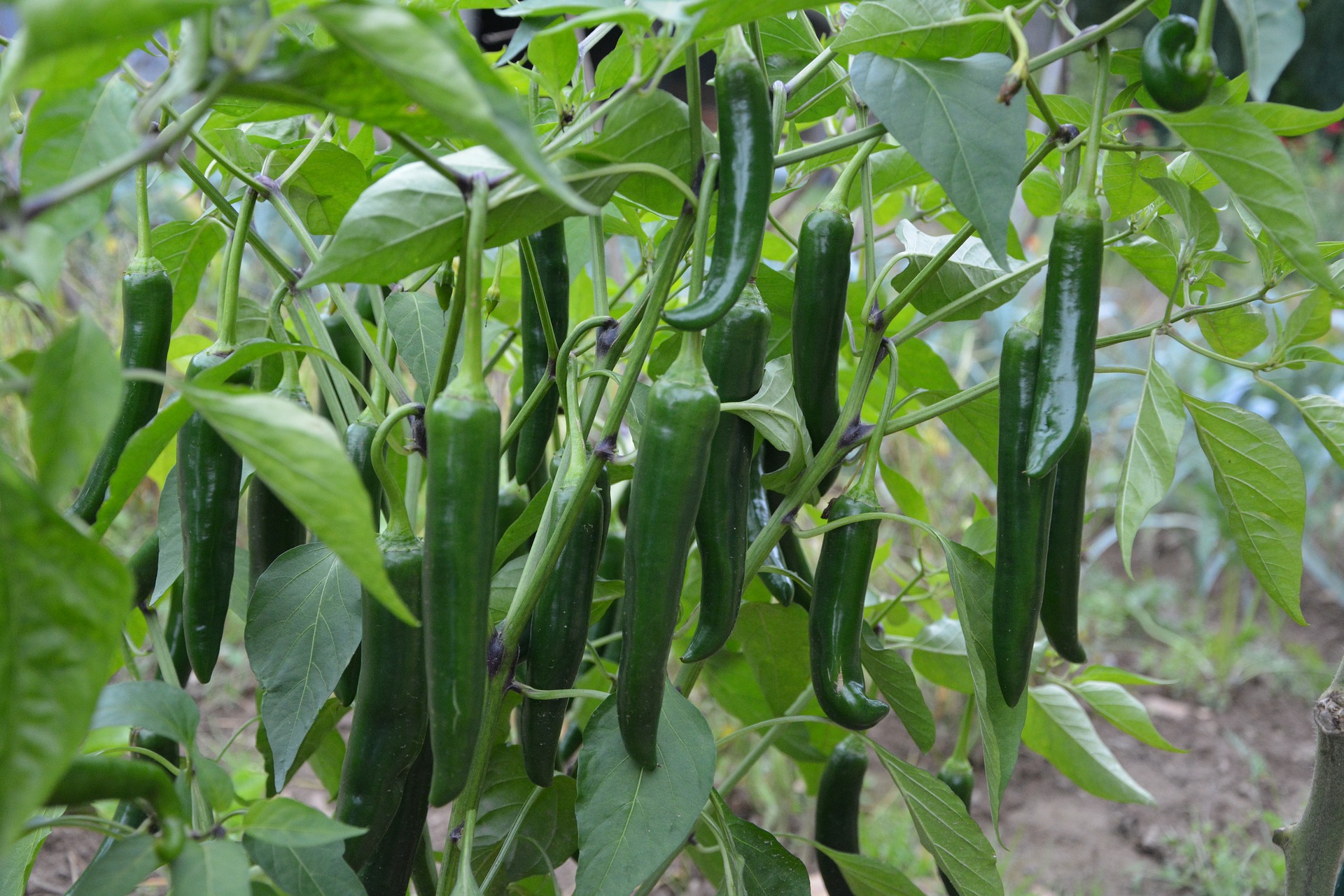 Pimiento verde italiano