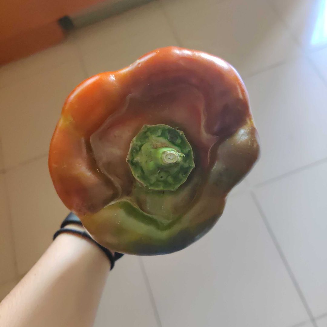 Pimientos rellenos 🌶️ Paso 4 Pimientos rellenos 🌶️ Paso 4