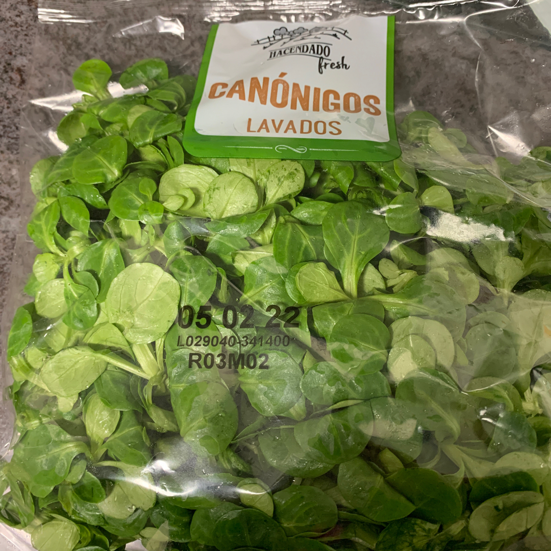 Canonigos
