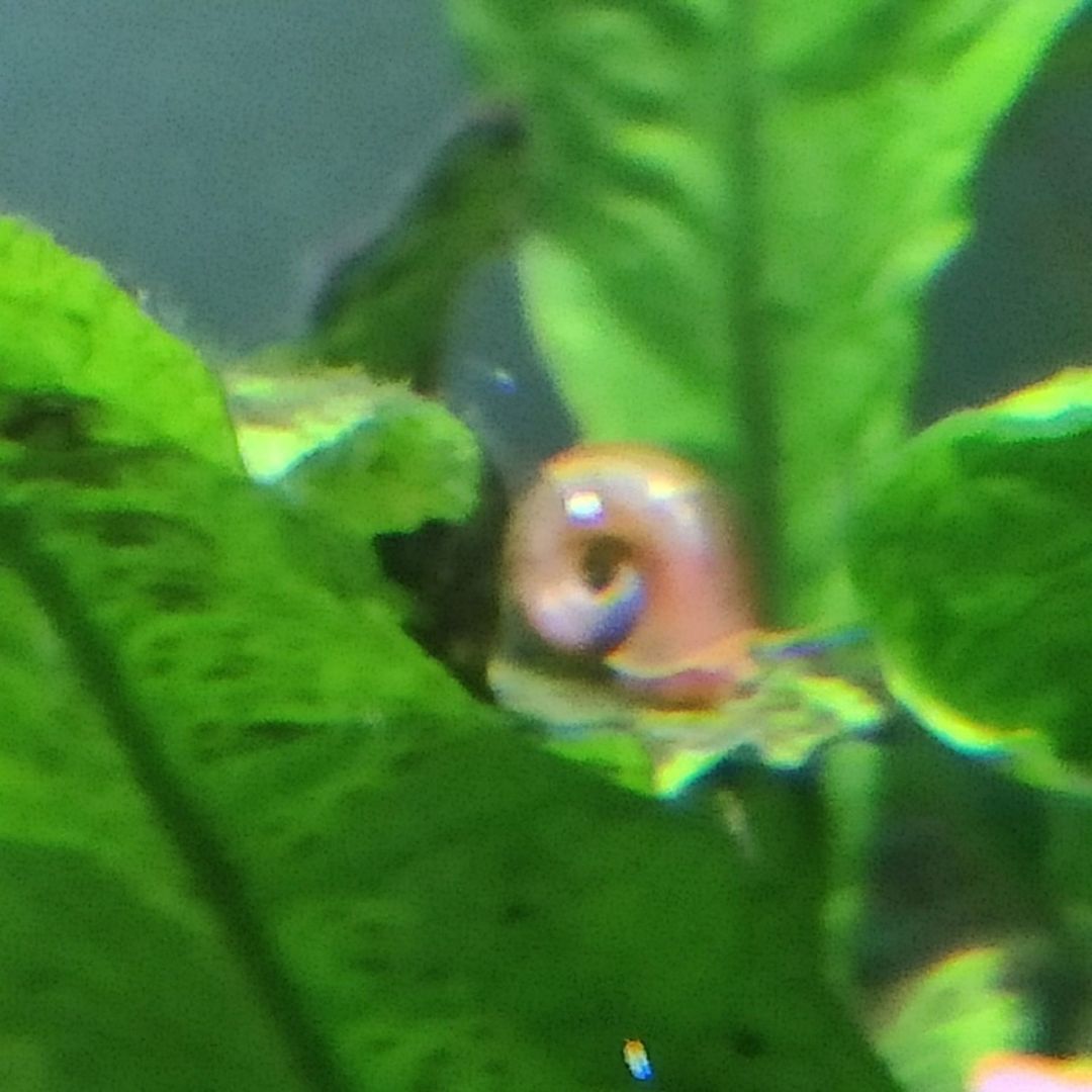 Bowl de yogurt con avena 