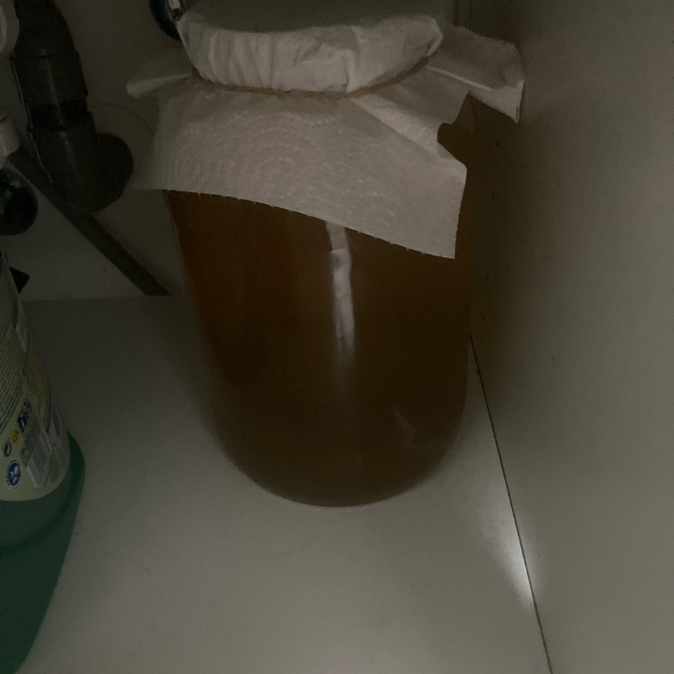 Kombucha Kombucha