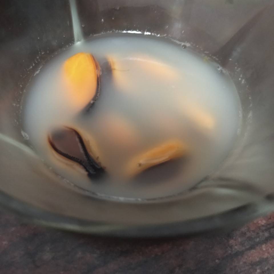 Gelatina de mejillones Gelatina de mejillones