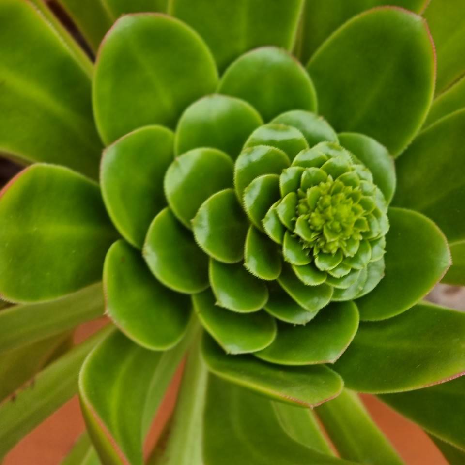 OLAYAI