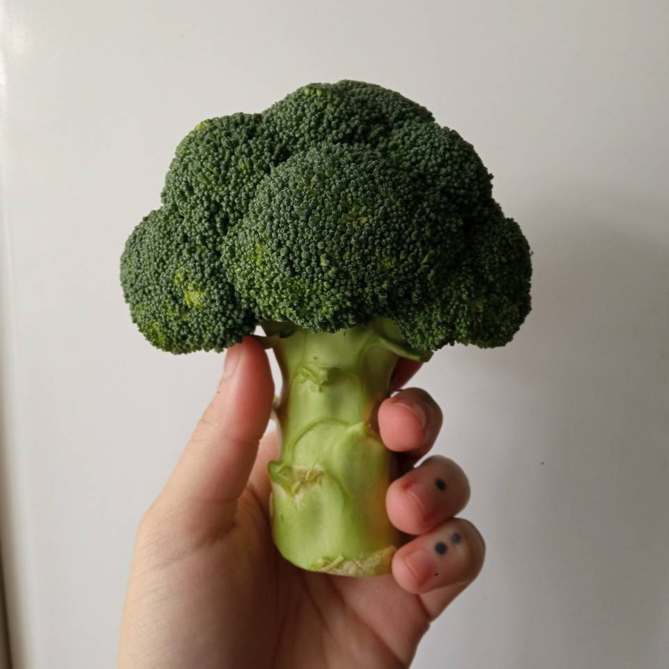 Jicamora