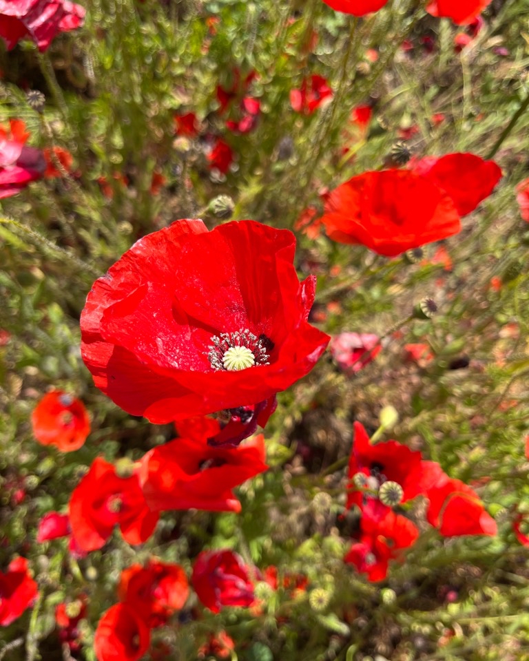 CarmenCarga