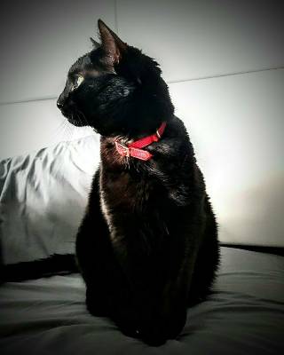 Gatazurda