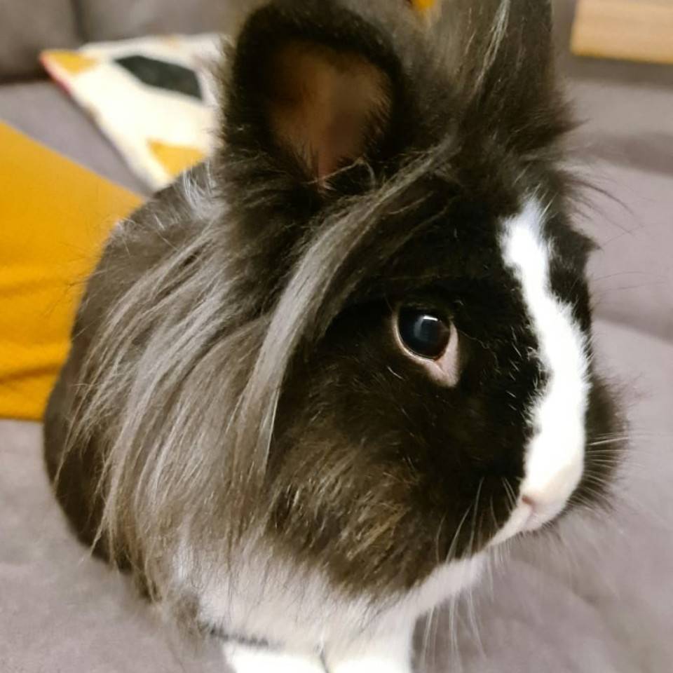 Macamo