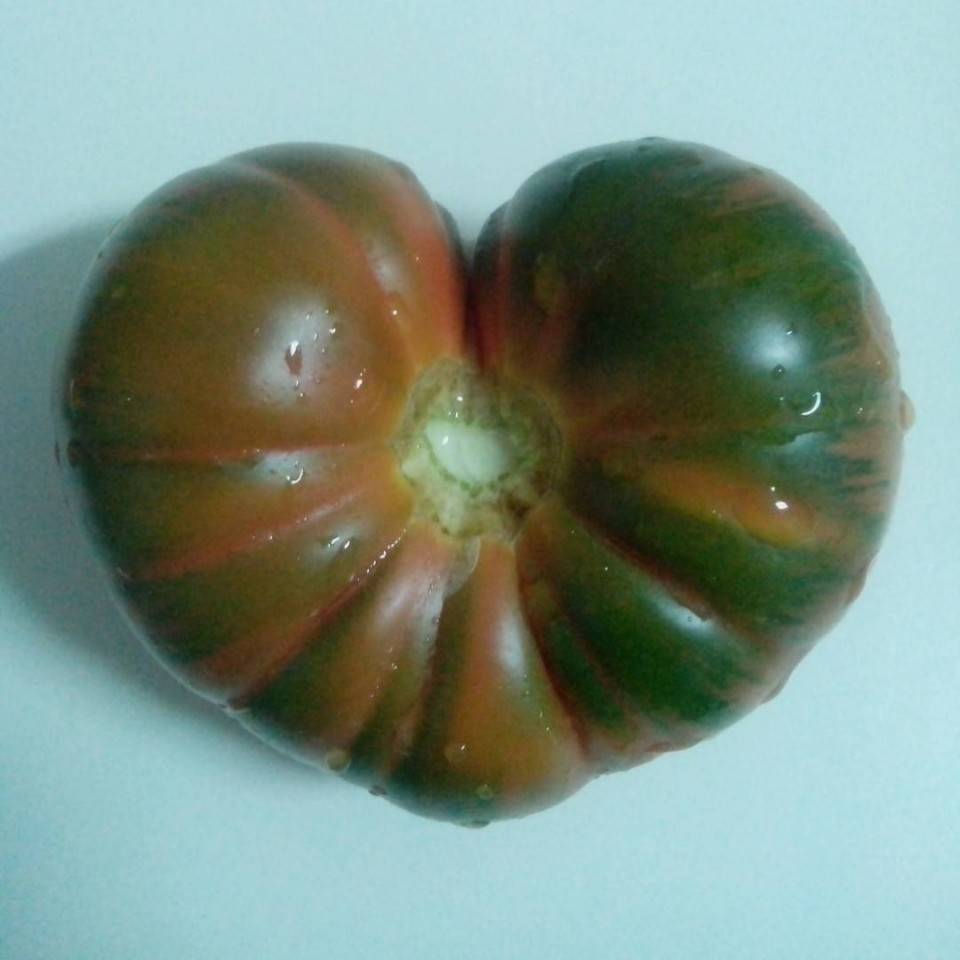 carolinasata