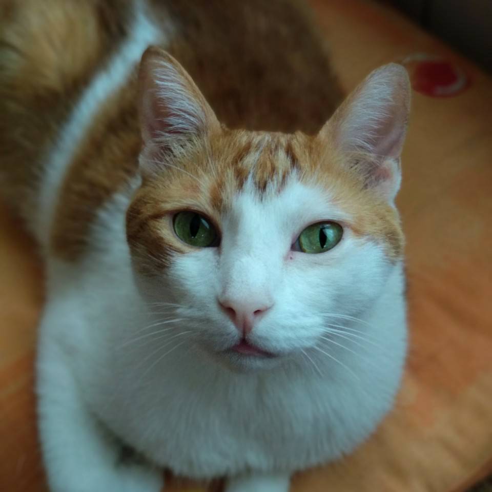 Giuditta