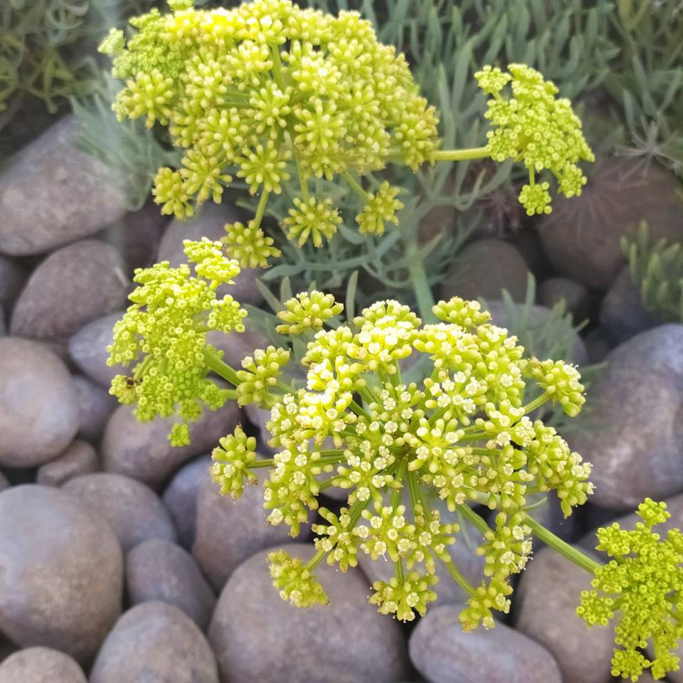 Afava