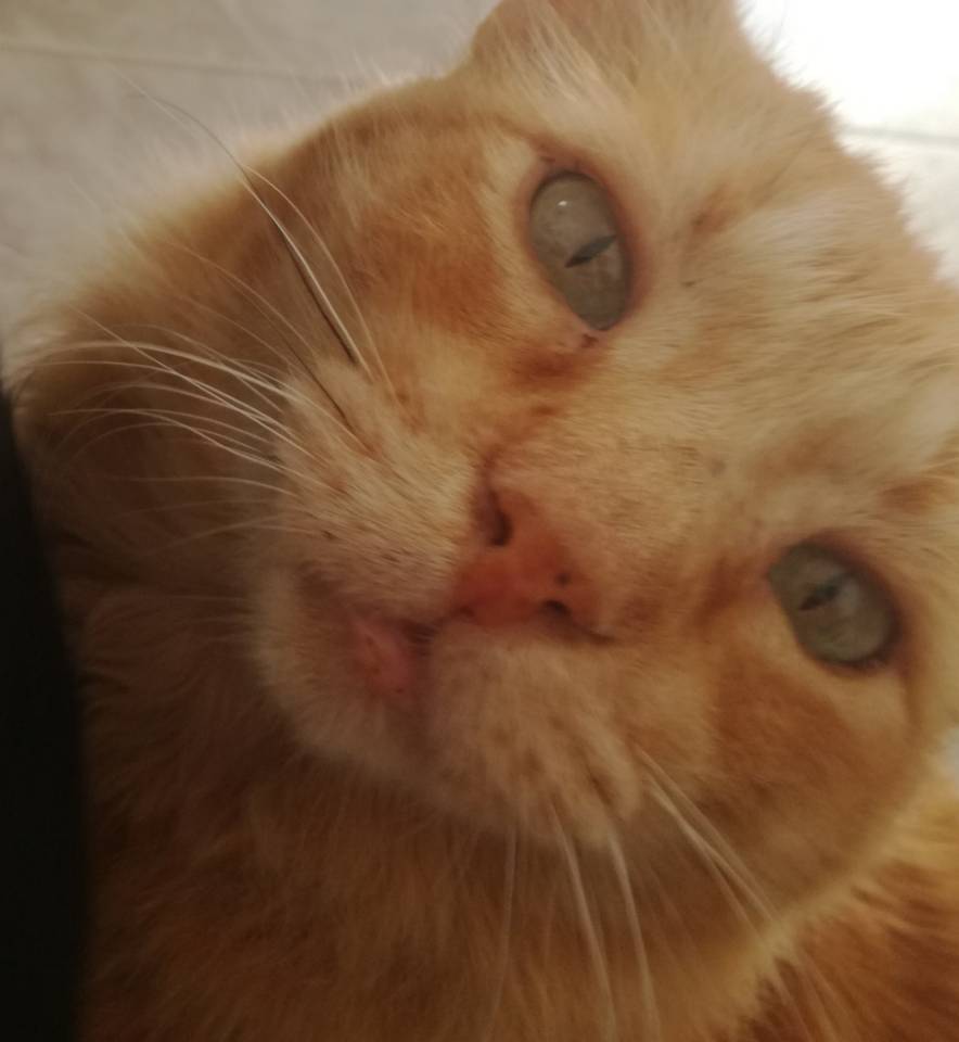 El_gato_Leo